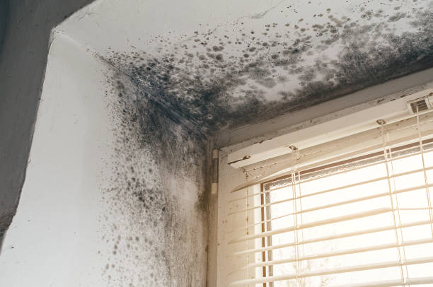 Affordable Mold Remediation solutions in Woodbridge, NJ