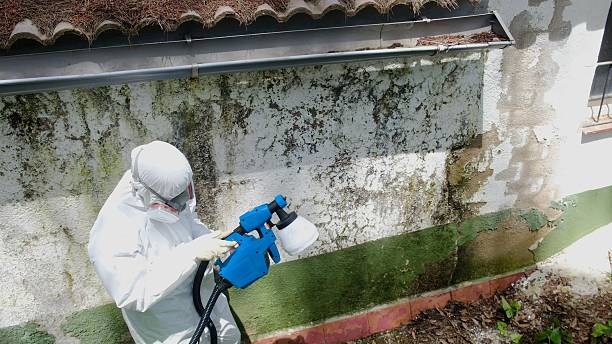 Top rated local Mold Remediation specialists in Woodbridge, NJ